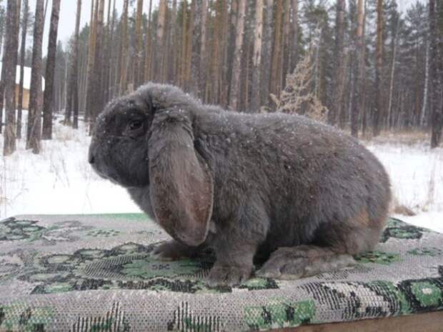 Французский баран