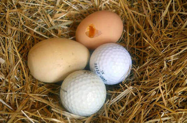 муляжи яиц в гнезде