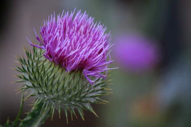 Distel, Ruegen.