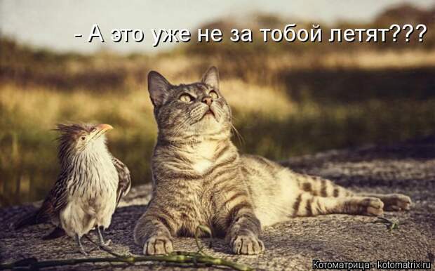 Котоматрица: - А это уже не за тобой летят???