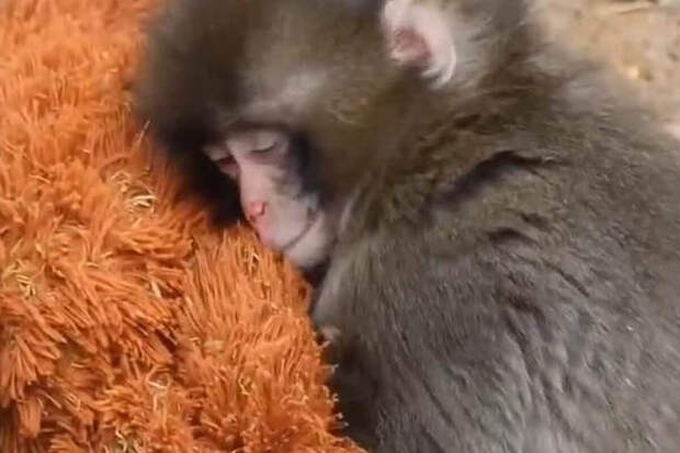 В Японии обезьяна-сирота обнимала игрушку вместо матери