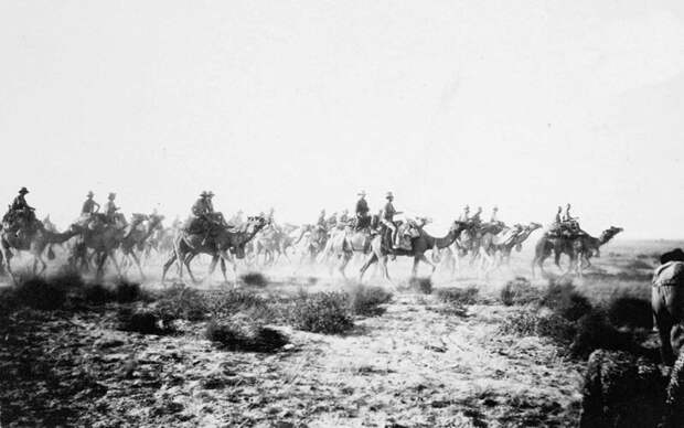 Австралийские солдаты на верблюдах, 1917
