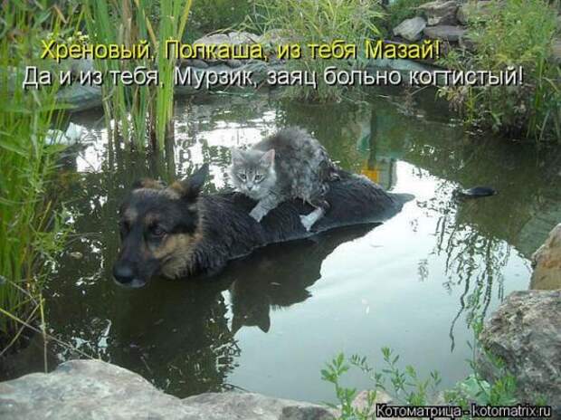 Котоматрицы(картинки с надписями)
