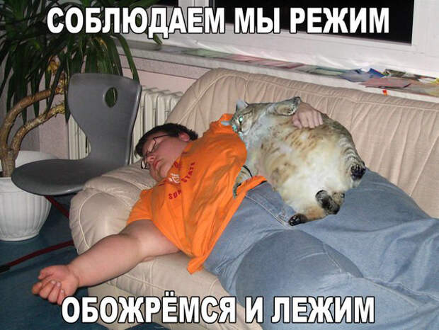 Смешные фото приколы и мемы с котами и кошками Смешные фото приколы и мемы с котами и кошками животные, коты, прикол, юмор