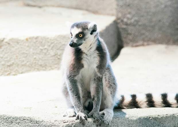 В Москве спасли лемура, которого незаконно содержали в антикафе