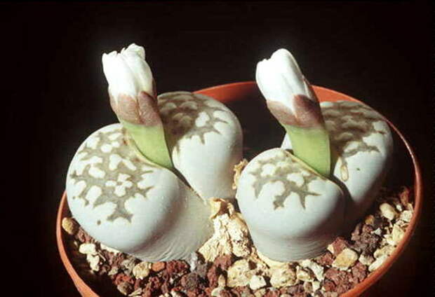 Литопсы - живые камни (Lithops) - Цветочный форум