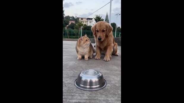 Спокойной ночи, Донецк