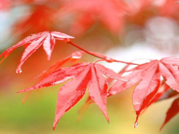 Осенний дождь, красное, осень, природа 1152х864 - Обои для рабочего стола. Wallpapers
