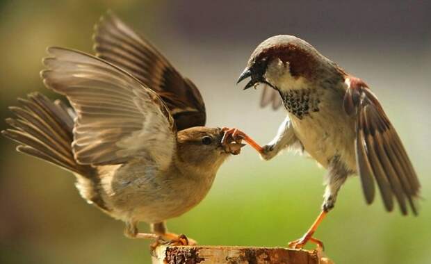 В России проведут перепись воробьёв