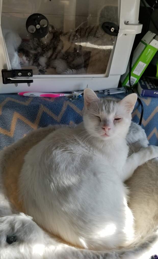 Без кота и жизнь не та