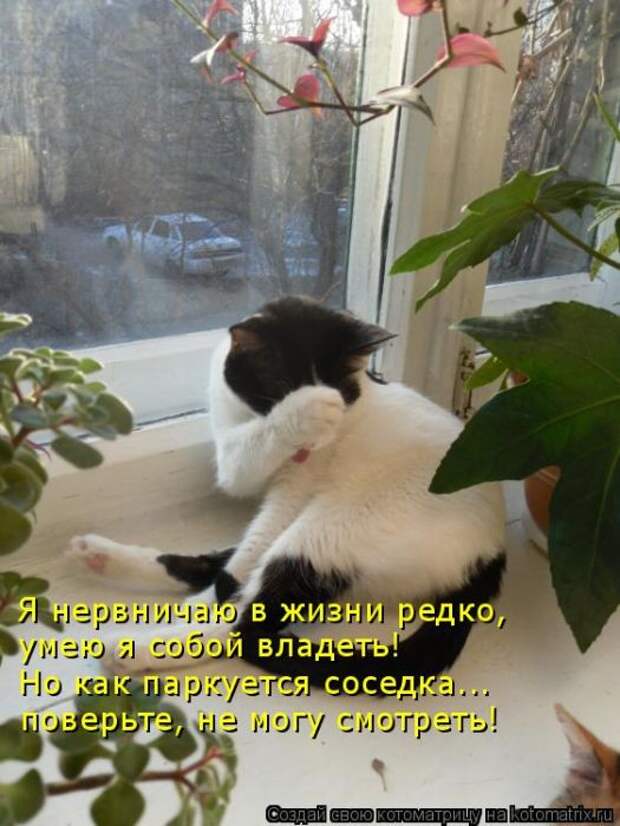 Лучшие котоматрицы недели (50 фото)