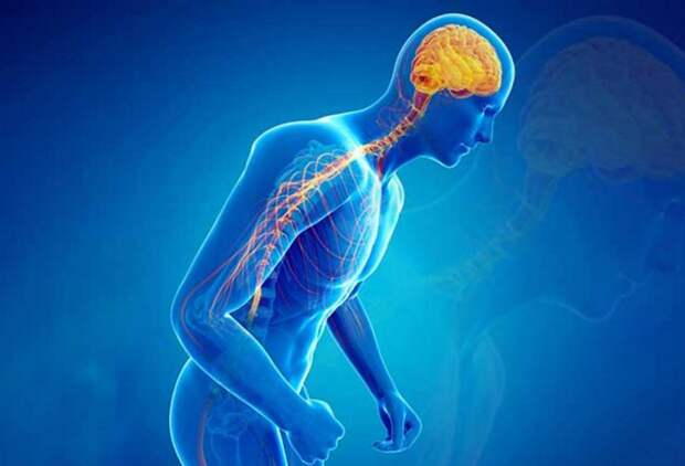 Болезнь Паркинсона может распространяться через иммунные клетки кишечника