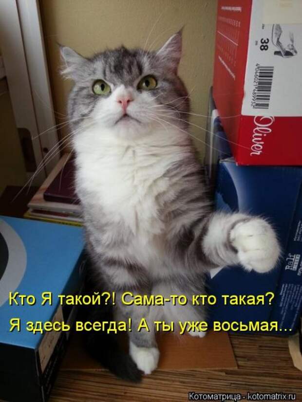 Котоматрицы(картинки с надписями)