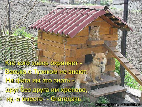 Свежая котоматрица (32 фото)