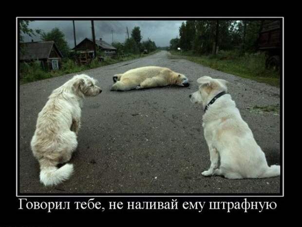 Смешные демотиваторы