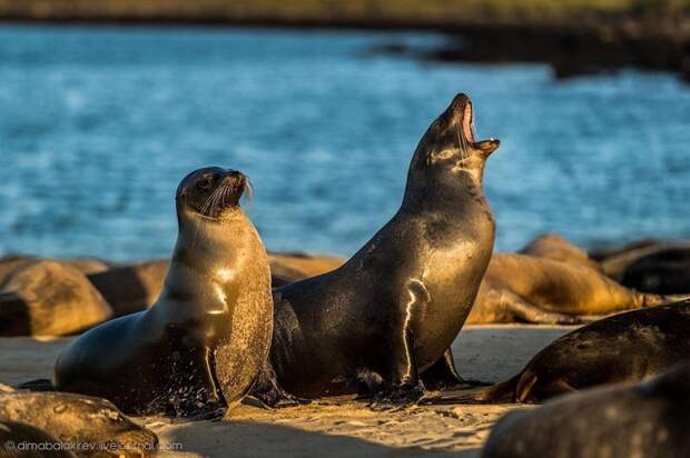 galapagos20 800x532 Галапагосы. Остров Санта Фе