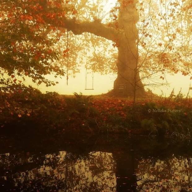 Осенние фотопейзажи Неллеке Питерс (Nelleke Pieters)