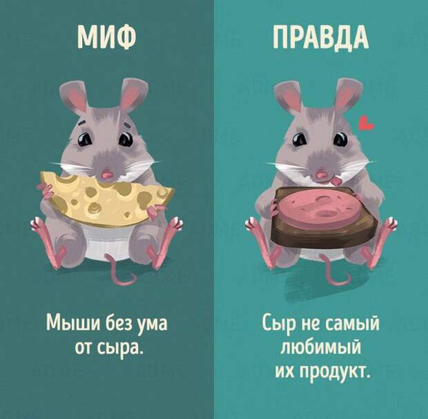 Мифы и правда о животных (10 картинок)