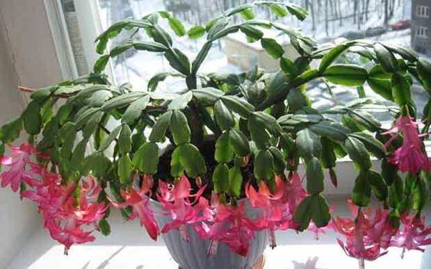 libra-plants2.jpg