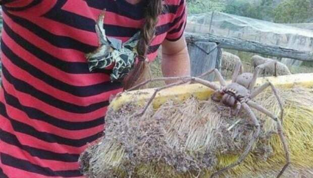 20 фото с огромными пауками, от которых арахнофобы будут в ужасе
