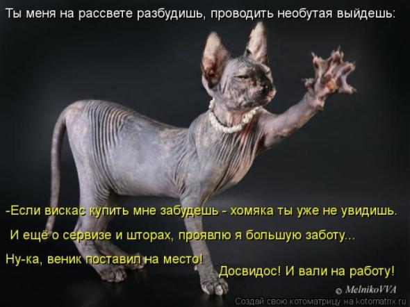 Котоматрицы(картинки с надписями)