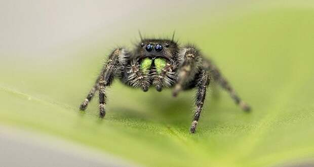 Раскрыт секрет невероятно острого зрения пауков