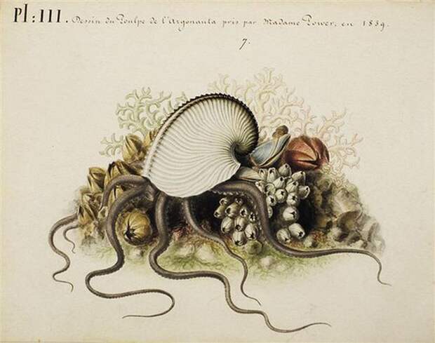 Океанские страсти осьминогов-аргонавтов