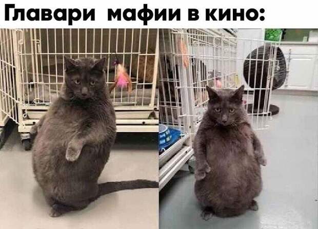 Смешные и познавательные картинки