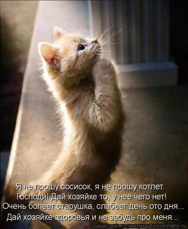 Лучшие котоматрицы недели