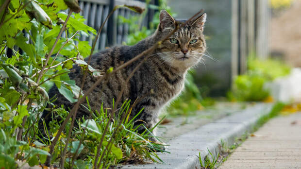 Зеленоградск: как выглядит город кошек