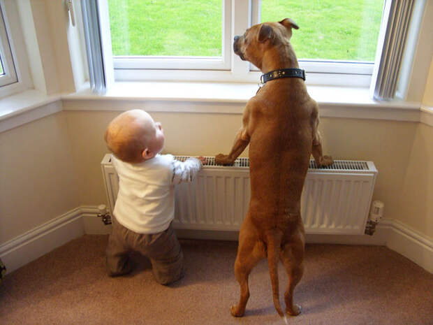 dogs-and-babies-8