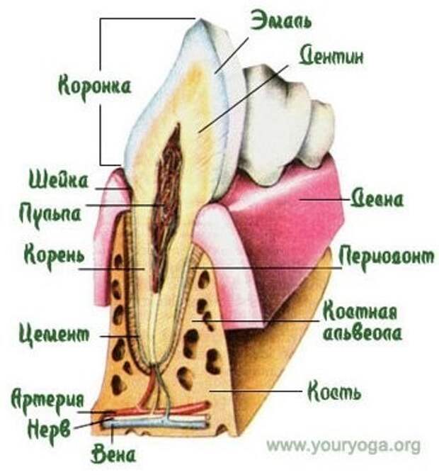 На рисунке изображен фрагмент челюсти с внутренним строением зуба