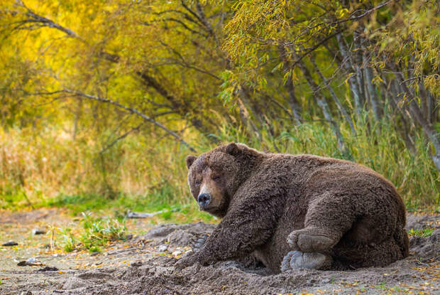 Лучшие фотографии  диких животных  с фестиваля  «Первозданная Россия»