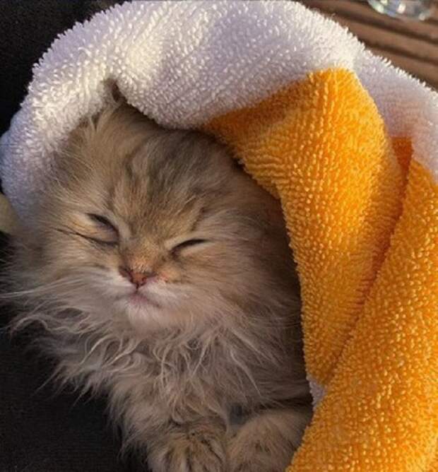 Котенок укрыт полотенцем