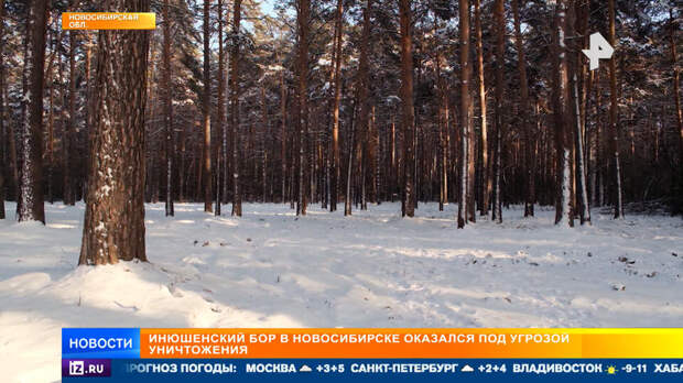 Уникальный лес подвергли варварской рубке в Новосибирске