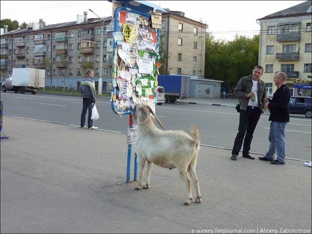 Живой Журнал огораживается от нейросетей