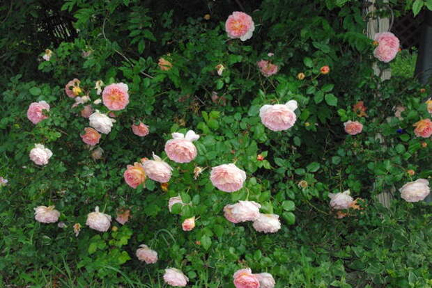 English Rose Pink Abraham Darby Bush Photograph by Robyn Stacey - English Rose Pink Abraham Darby Bush Fine Art Prints and Poste