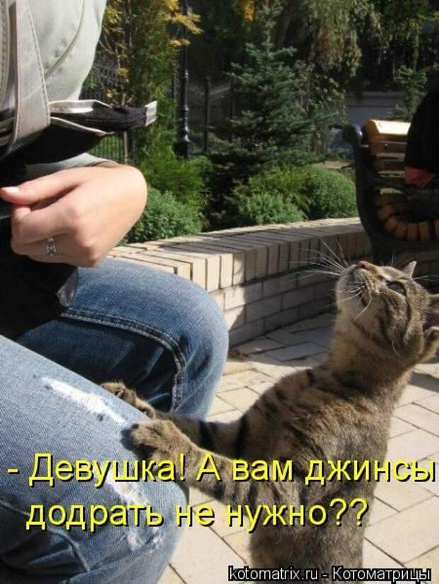 Кошатина да псятинка позитивная, этакая забавная, с надписями, очень много на выходные