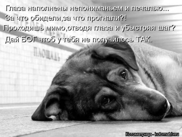 Котоматрицы (картинки с надписями)