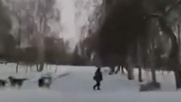 В Омске водитель на машине заехал в парк, чтобы спасти ребенка от собак