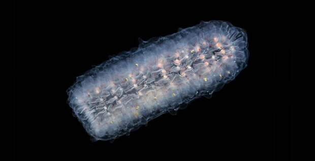 Магия живого света Магия живого света биолюминесценция, животные, насекомые, свет, свечение