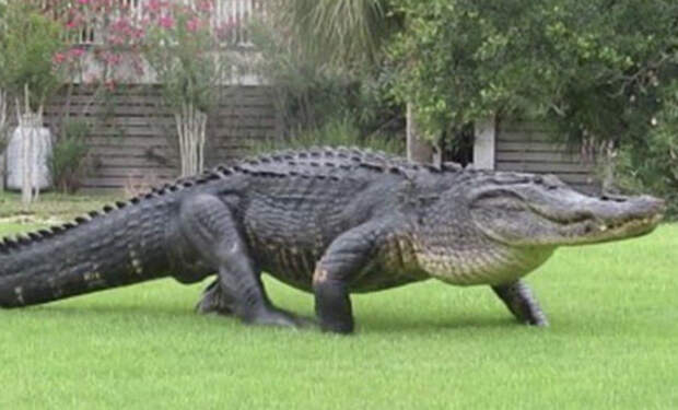 Динозавр из болота: огромный аллигатор вышел прямо к людям