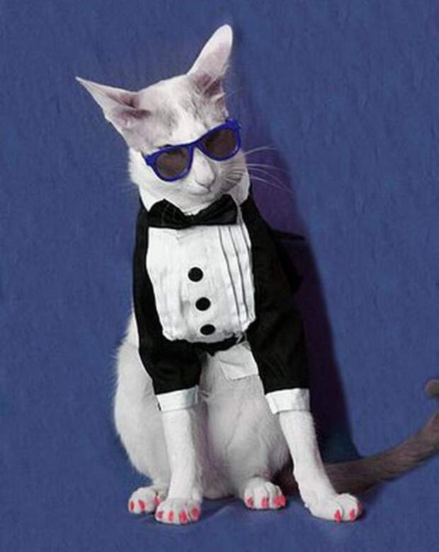 Одежда для кошек