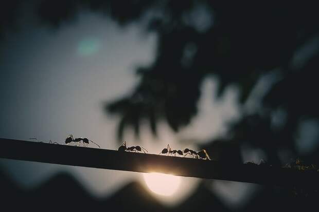 Сколько муравьев живет на Земле и как собаки видят окружающий мир: главные новости сегодня