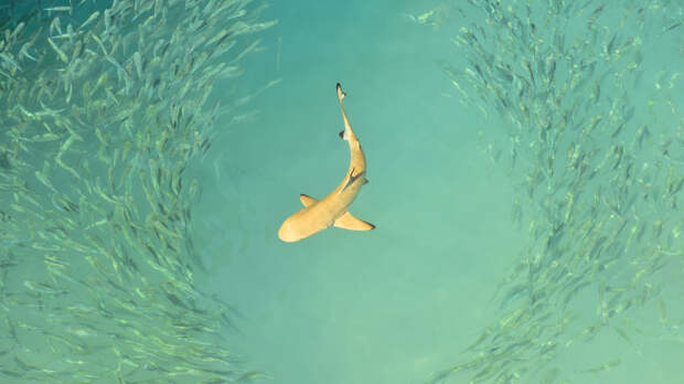 Ходячие акулы встревожили ученых