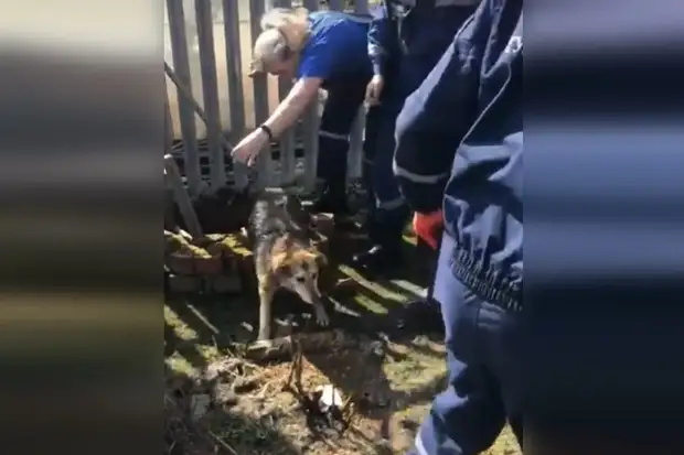 В деревне Щекинского района спасатели вытащили из колодца бездомную собаку