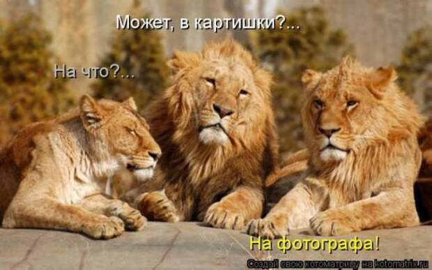 Котоматрицы(картинки с надписями)