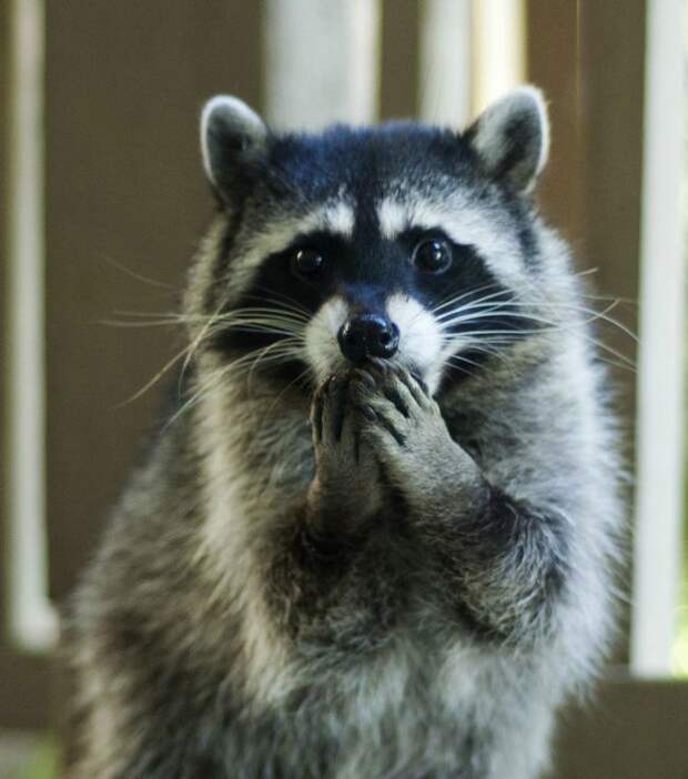 20 животных, которых тоже чертовски удивляет этот мир удивление, чувство, эмоции, животные