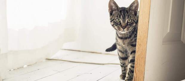 8 нешуточных способов заработать на коте: хватит уже сидеть сложа лапы!