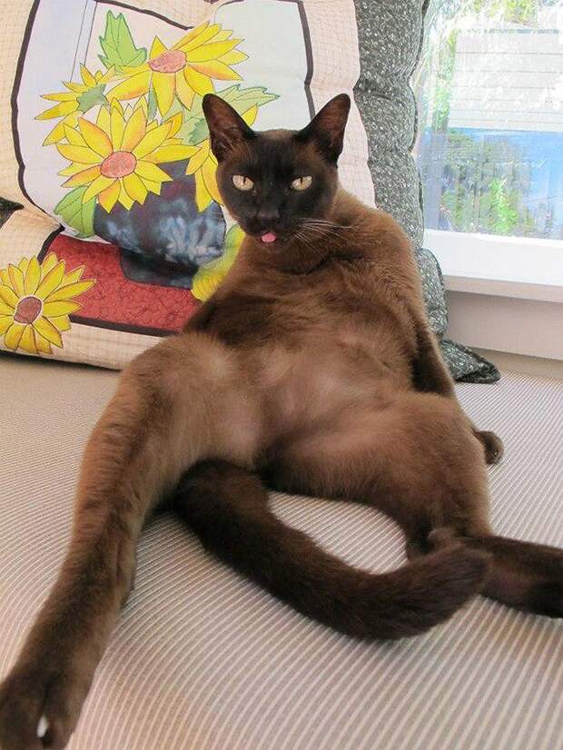 Животные, которые думают, что они секси юмор, животные, секси